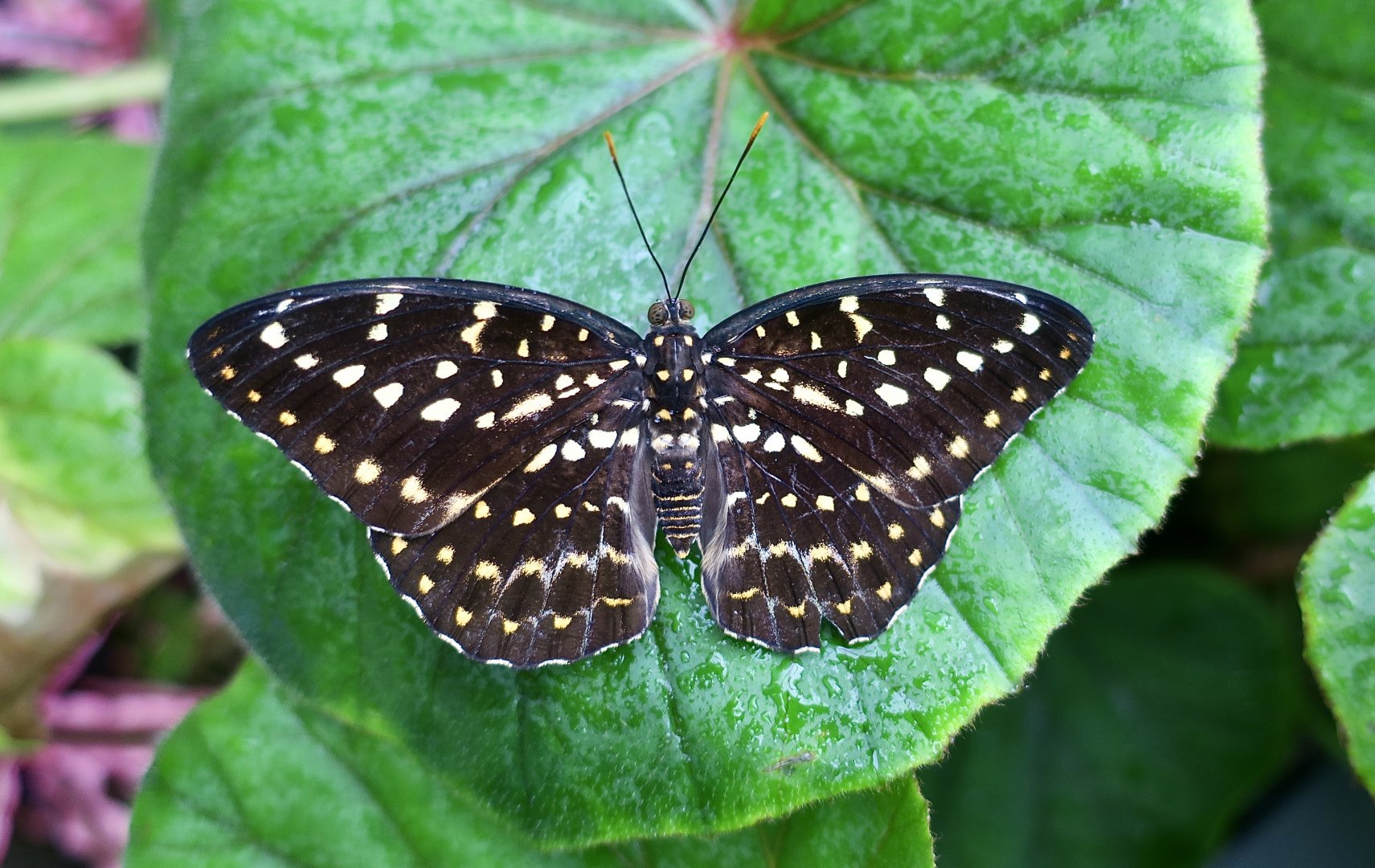 Common Archduke (Lexias pardalis) female - Changi Airport Butterfly Garden