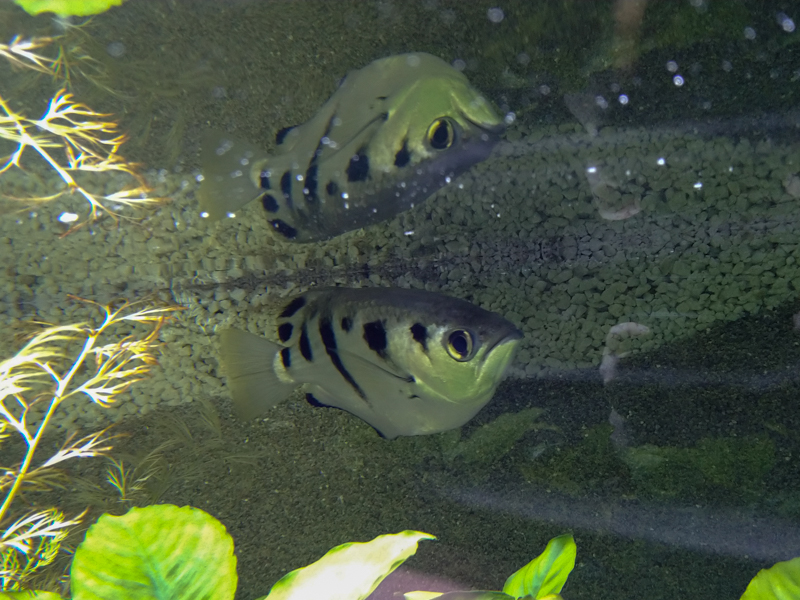 common archerfish (Toxotes chatareus)