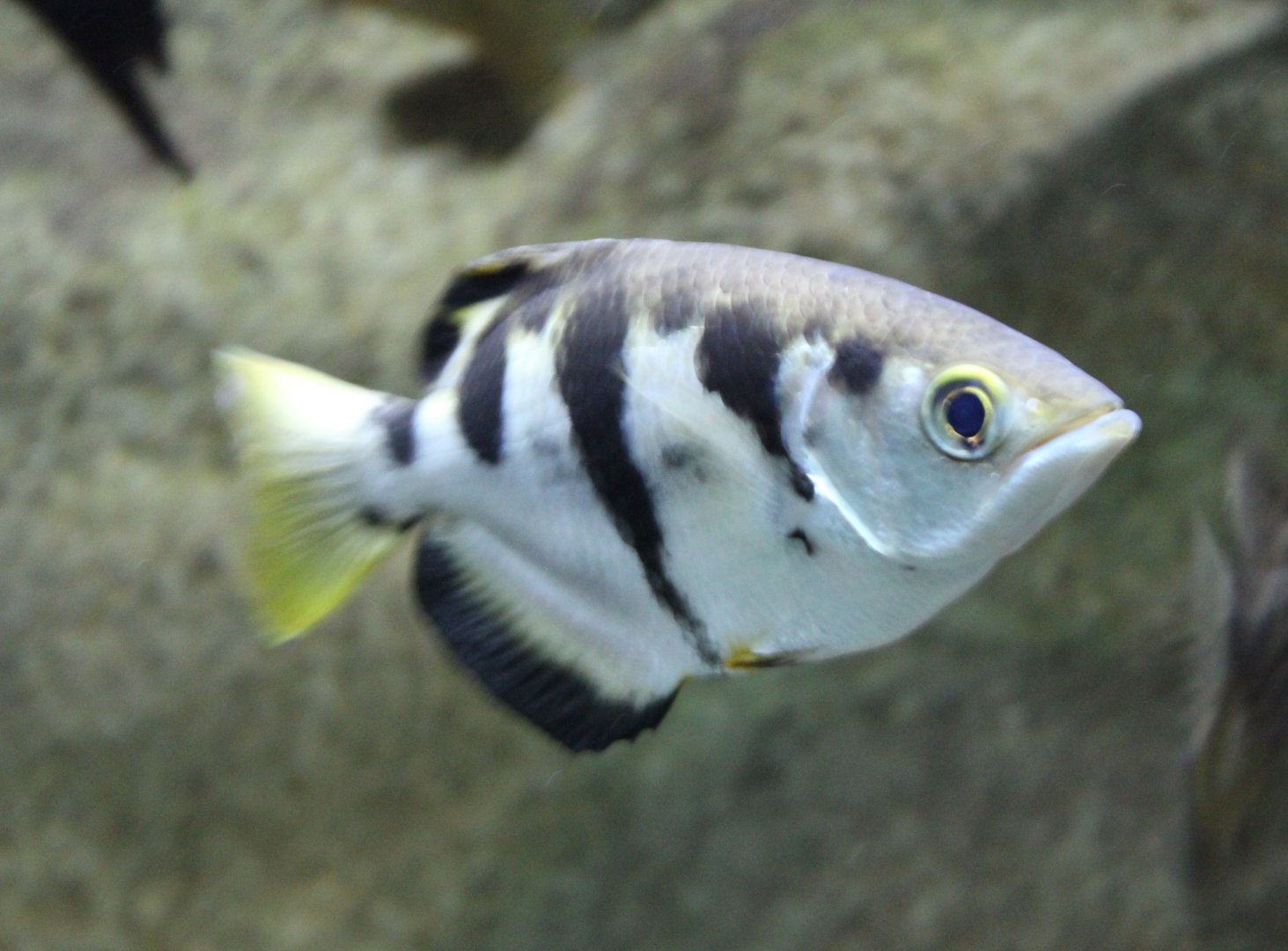 Common archerfish