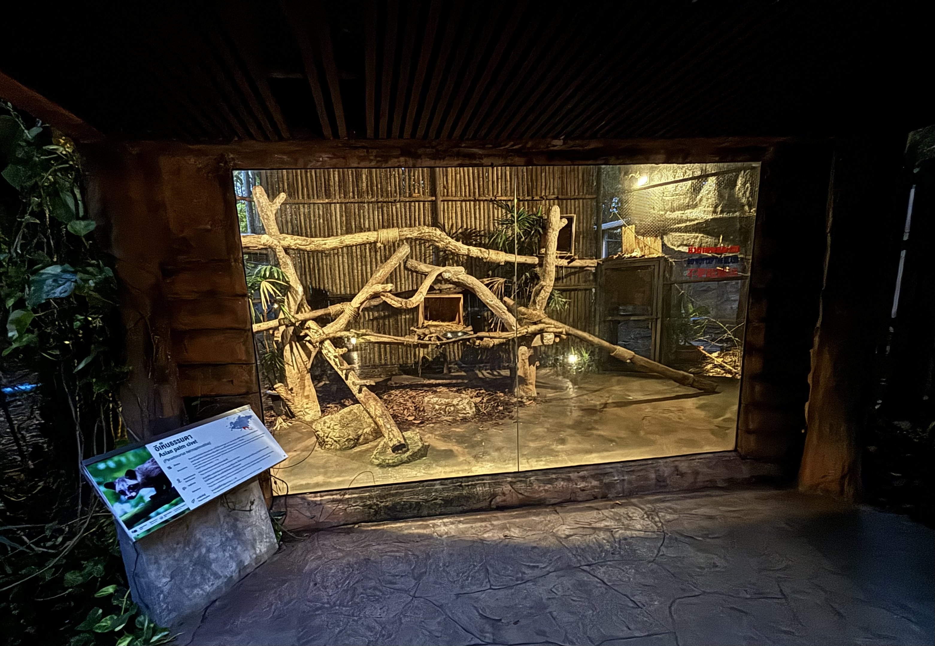 Common/Asian Palm Civet Exhibit