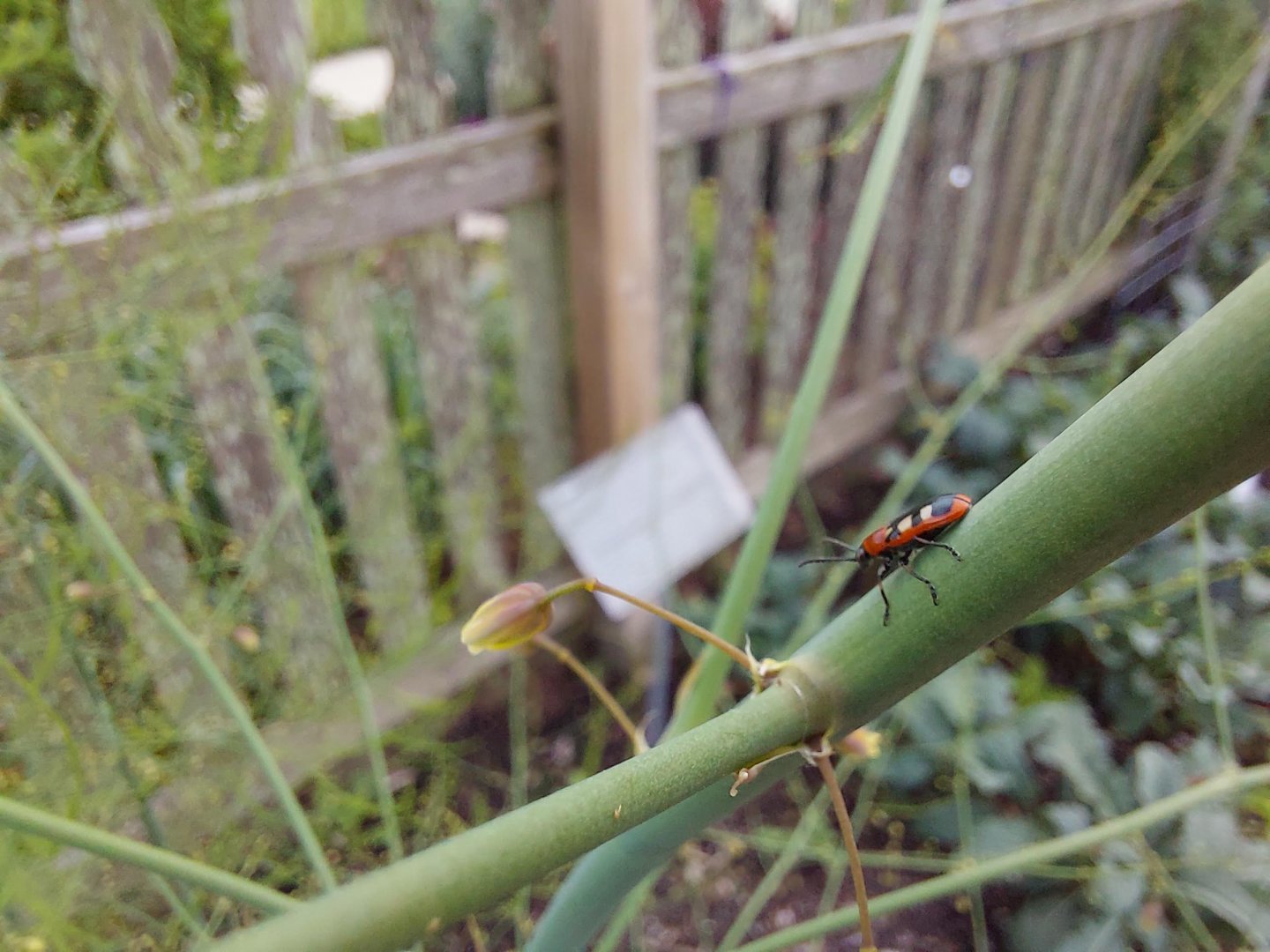 Common asparagus beetle (Crioceris asparagi)