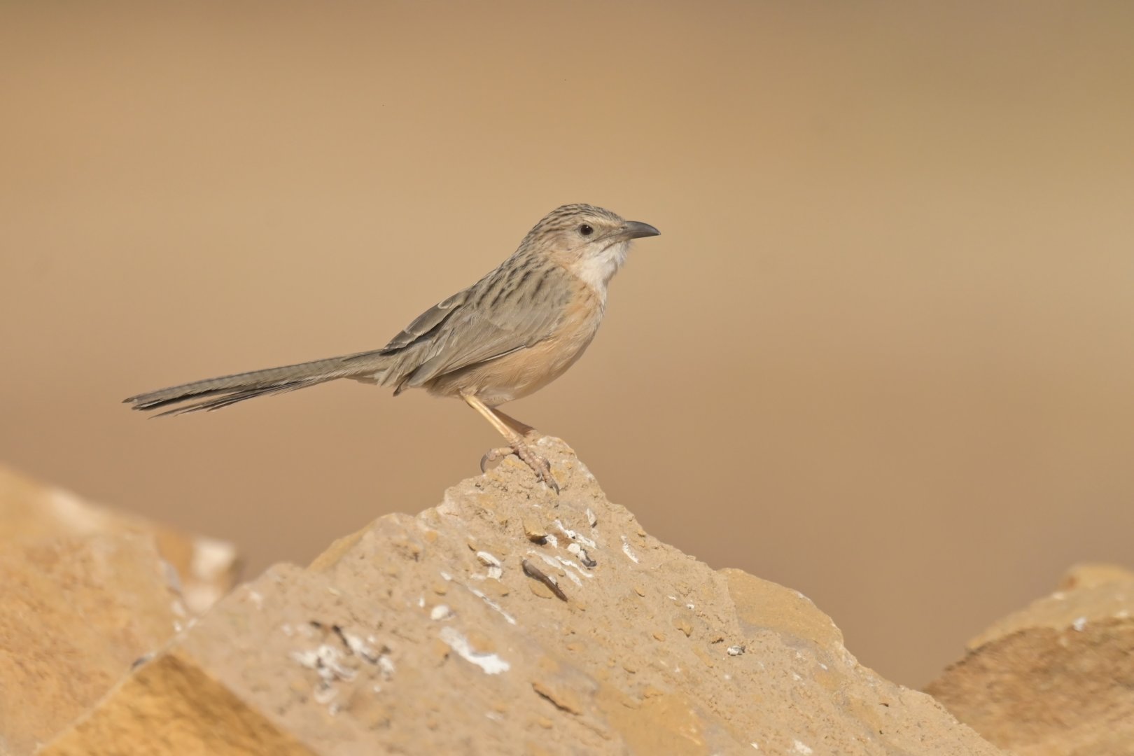 Common Babbler Argya caudata