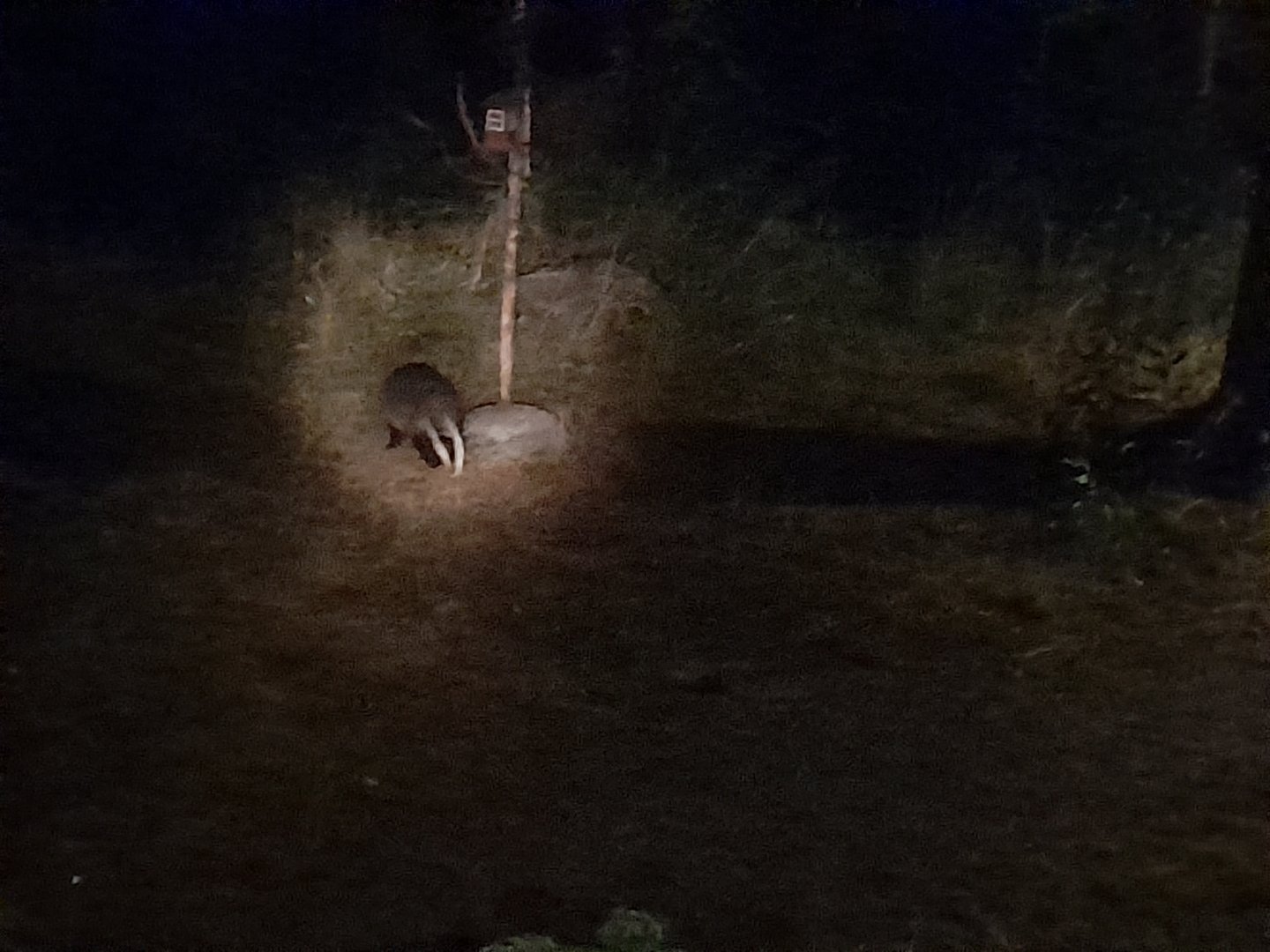 Common badger, Meles meles meles