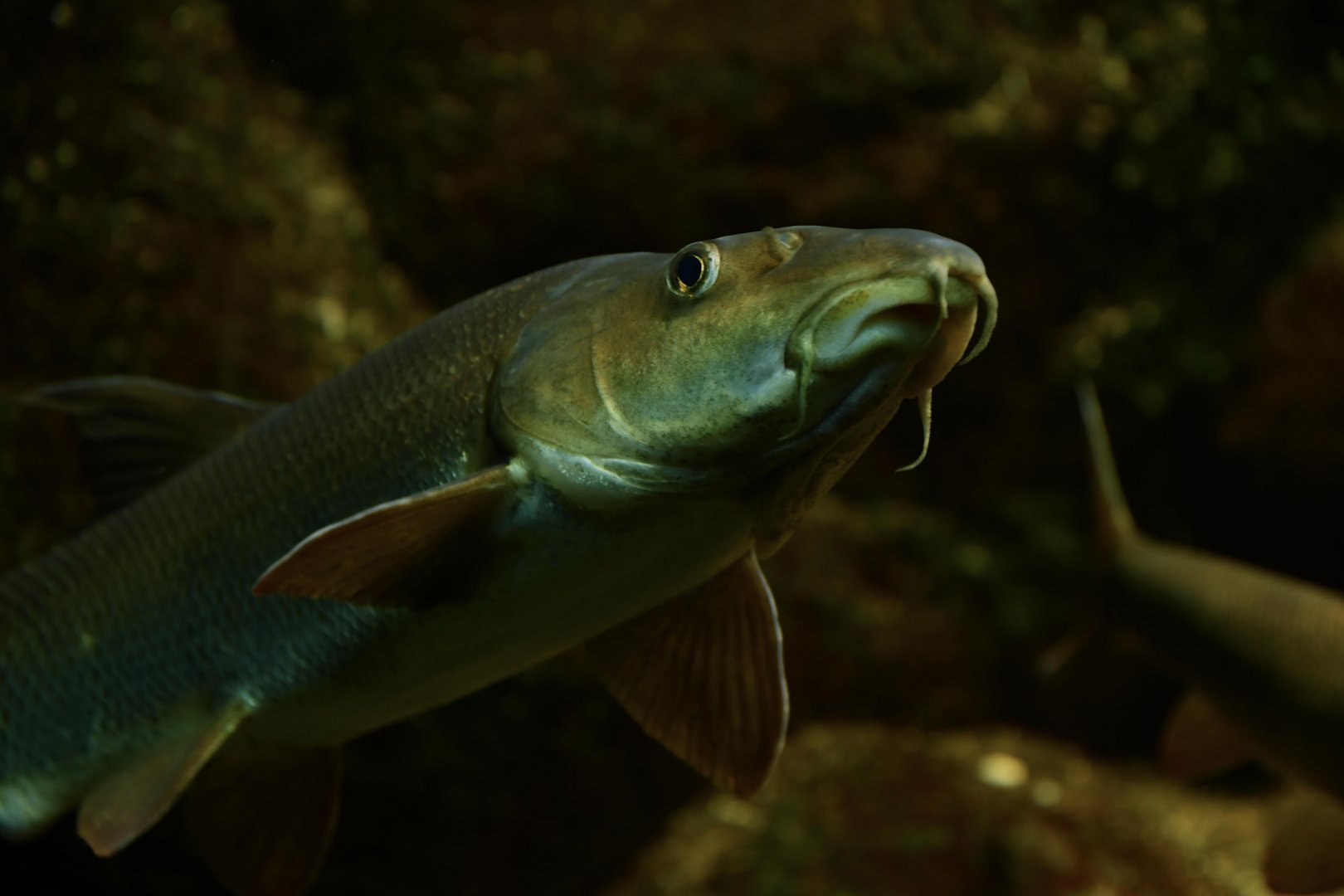 Common barbel (Barbus barbus)