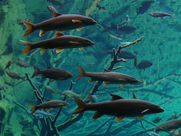 Common barbel (Barbus barbus)