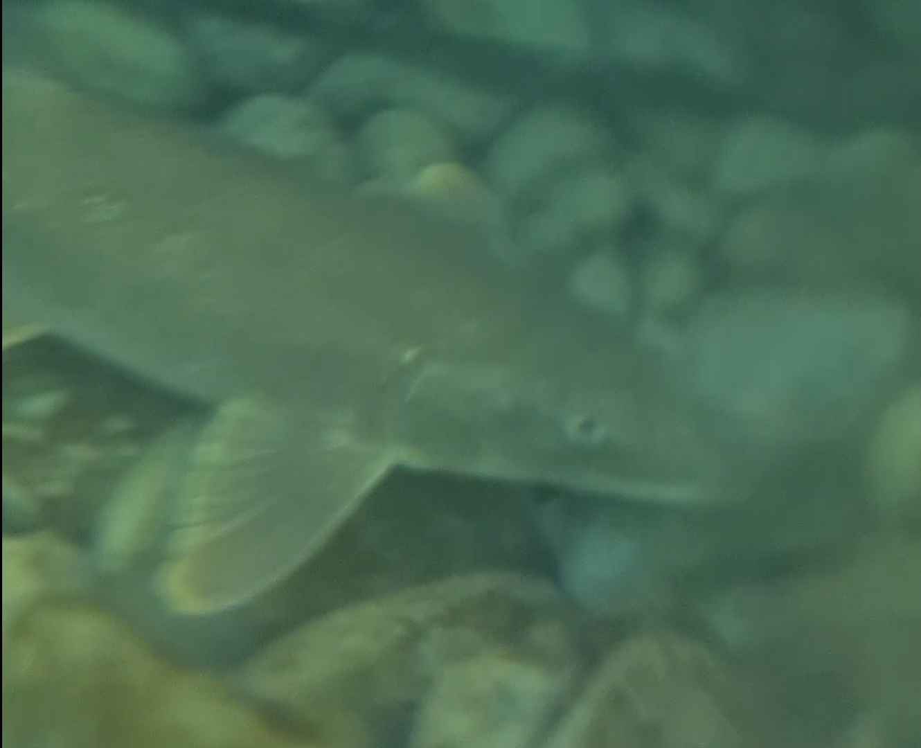 Common barbel