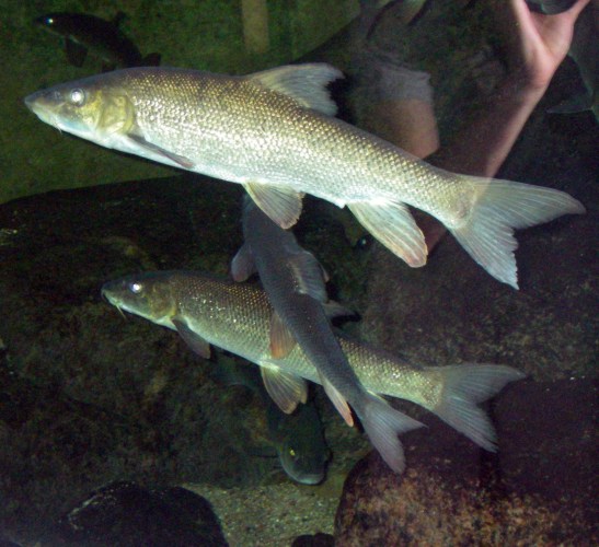Common Barbels (Barbus barbus)
