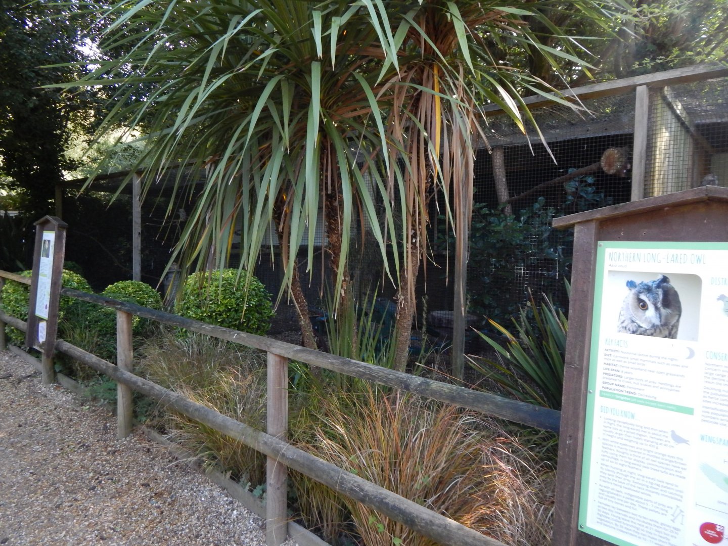 Common barn owl aviary 130924