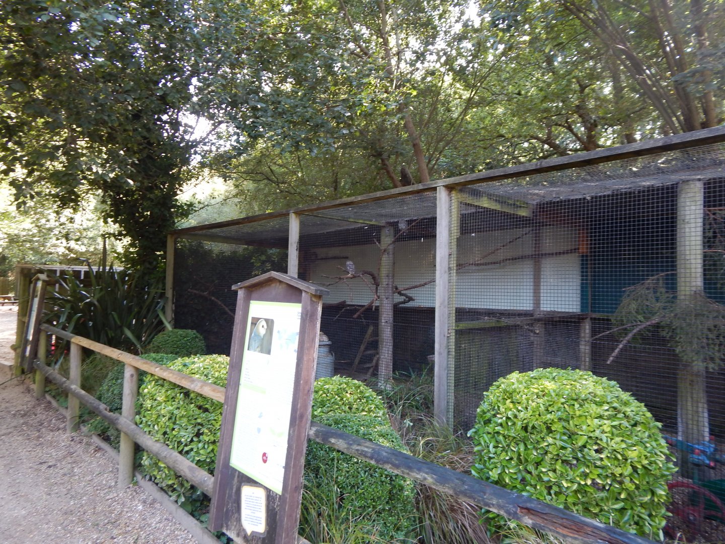 Common barn owl aviary 130924