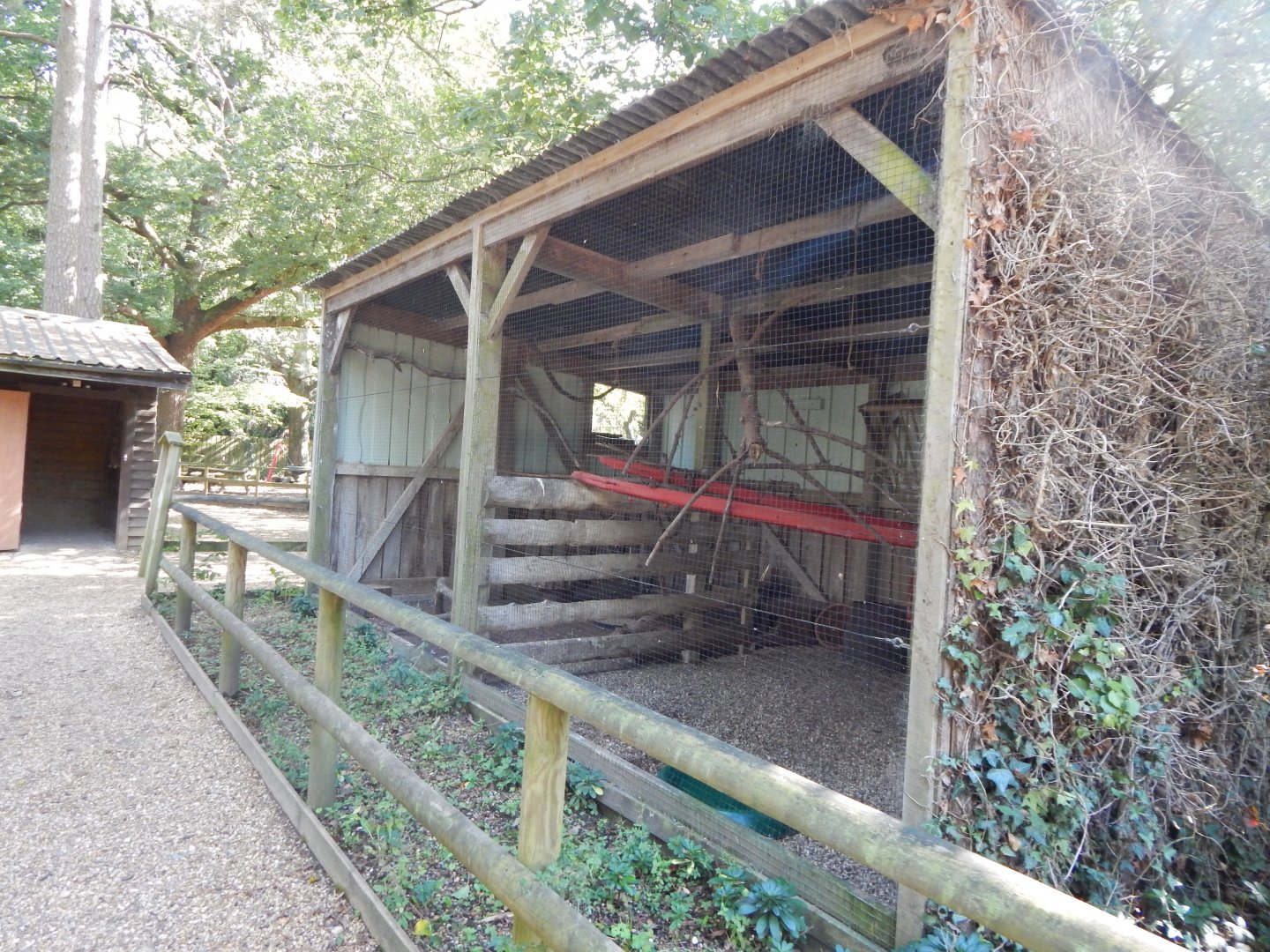 Common barn owl aviary 130924
