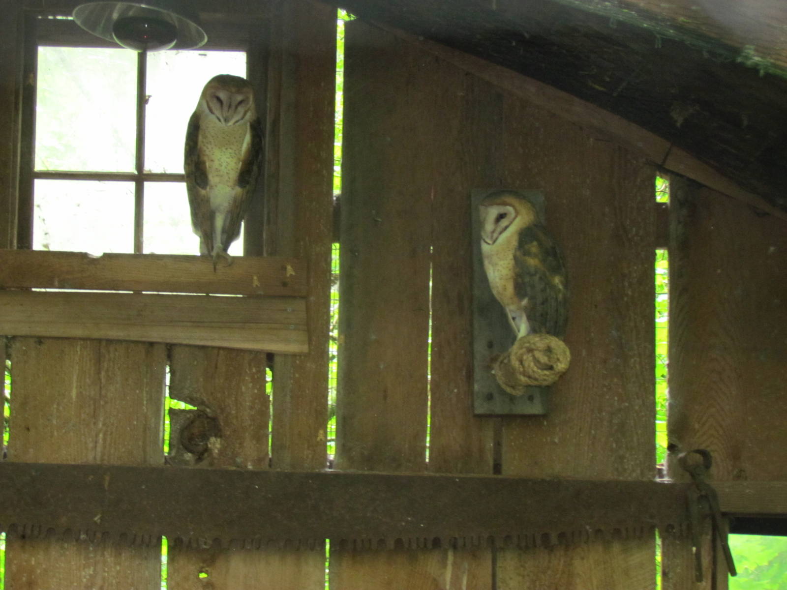 Common Barn Owl Aviary