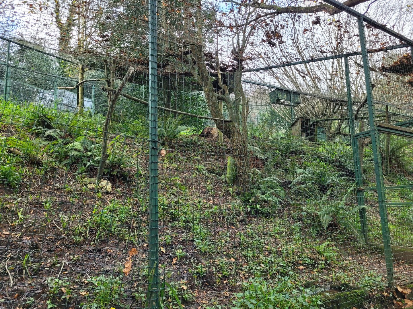 Common barn owl exhibit -Zoo de Santillana del Mar (2023)