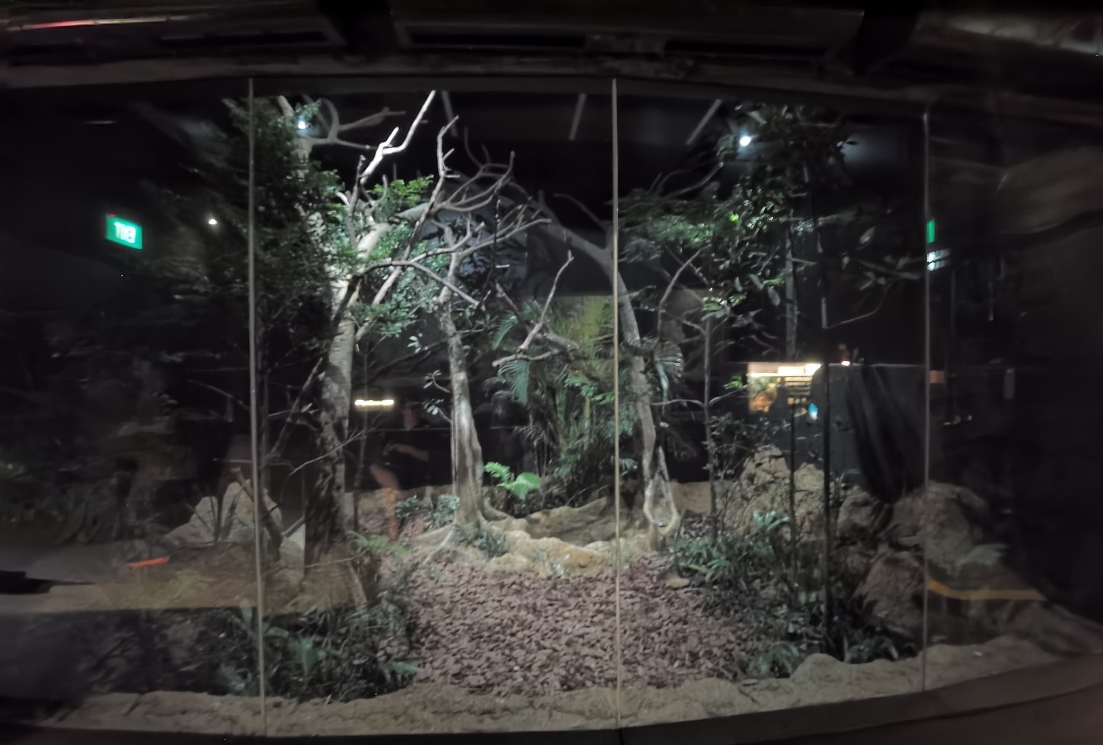 Common barn owl exhibit