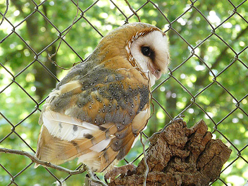 Common Barn Owl in Kishinev Zoo