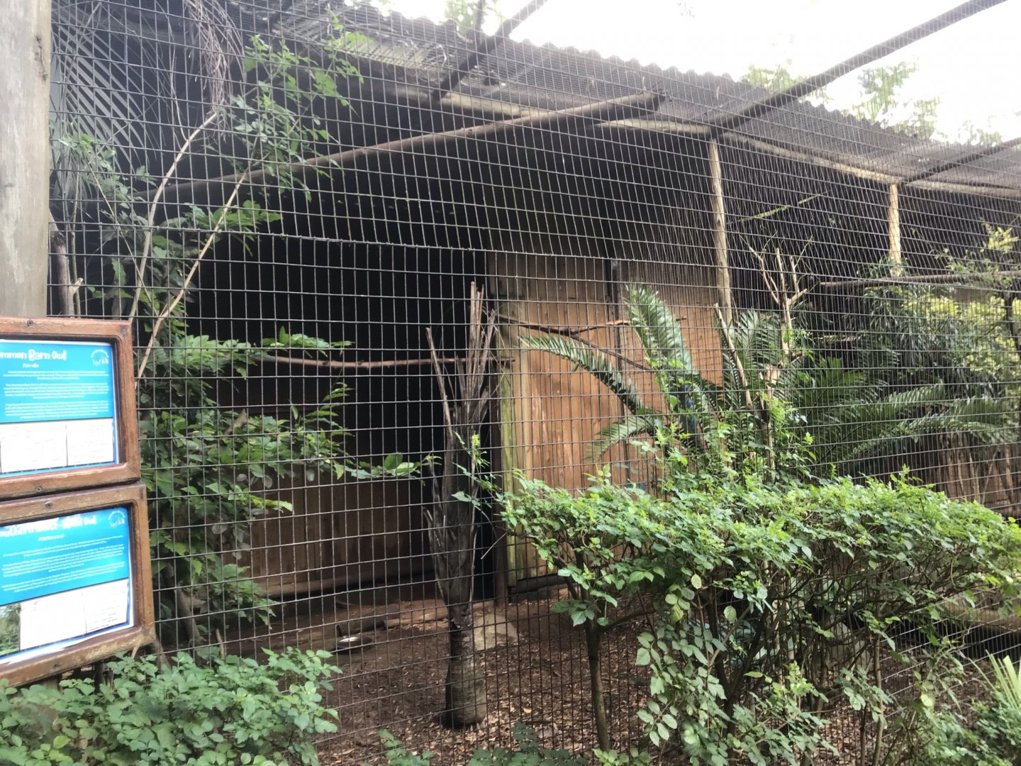 Common Barn Owl/Southern White-Faced Owl Exhibit