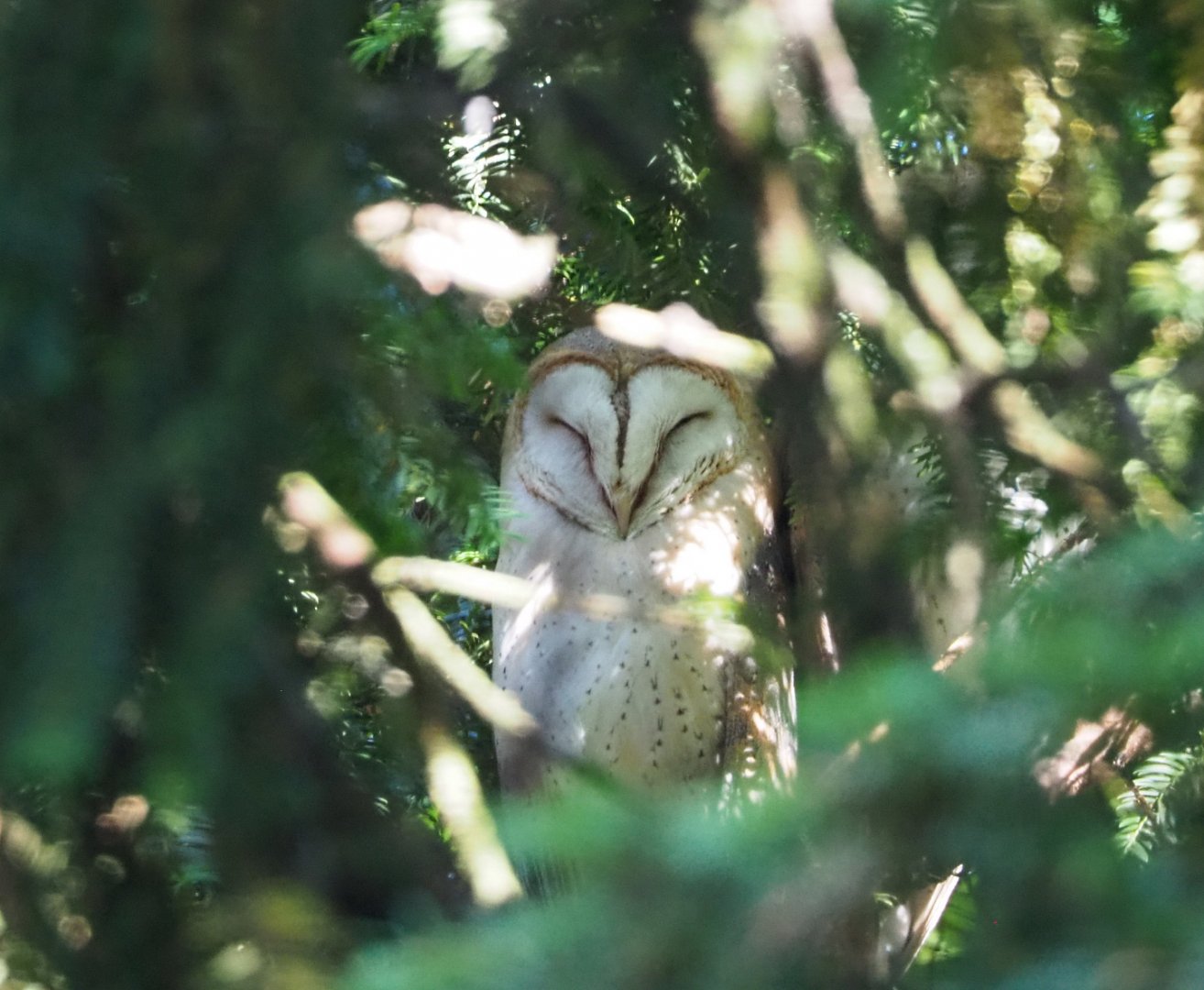 Common barn owl (Tyto alba), 2020-06-12