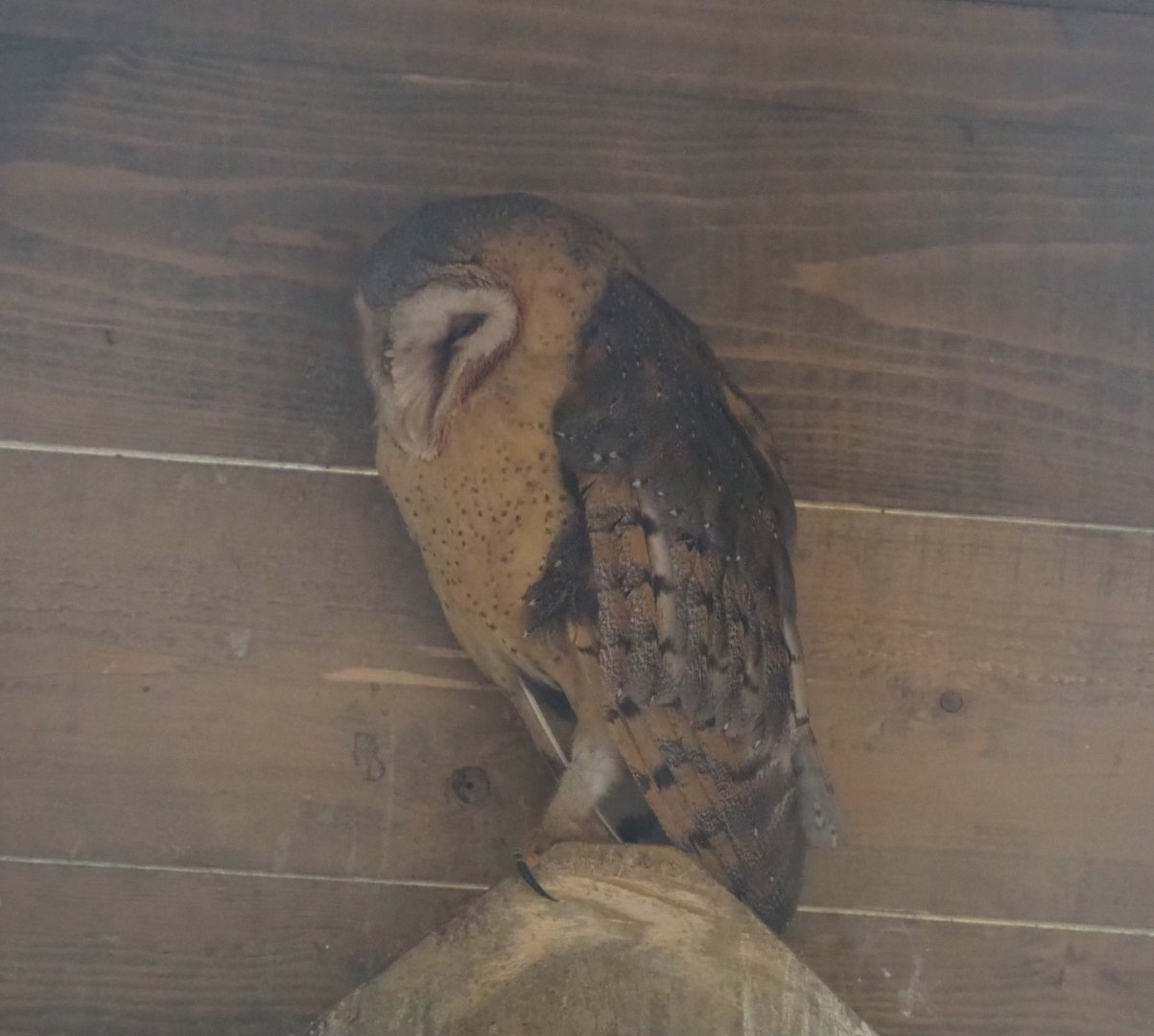 Common barn owl (Tyto alba), 2020-09-02