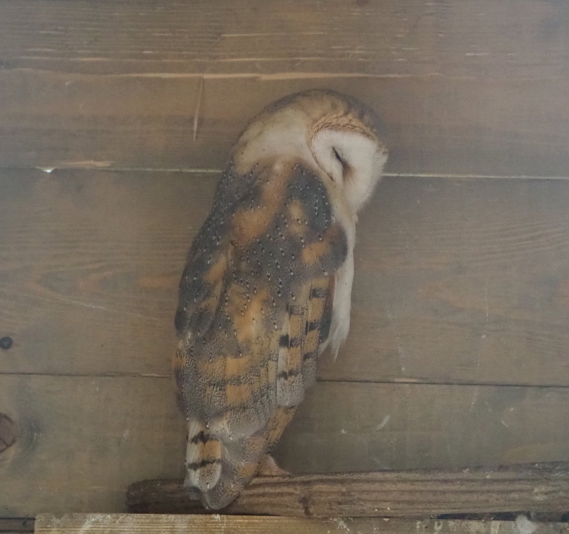 Common barn owl (Tyto alba), 2020-09-02