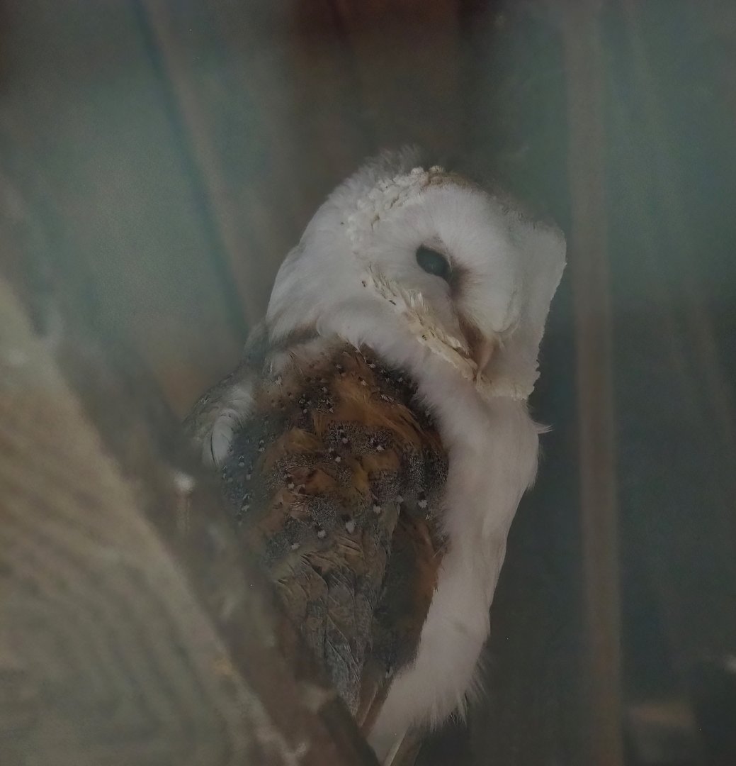 Common Barn owl (Tyto alba), 2023-06-24