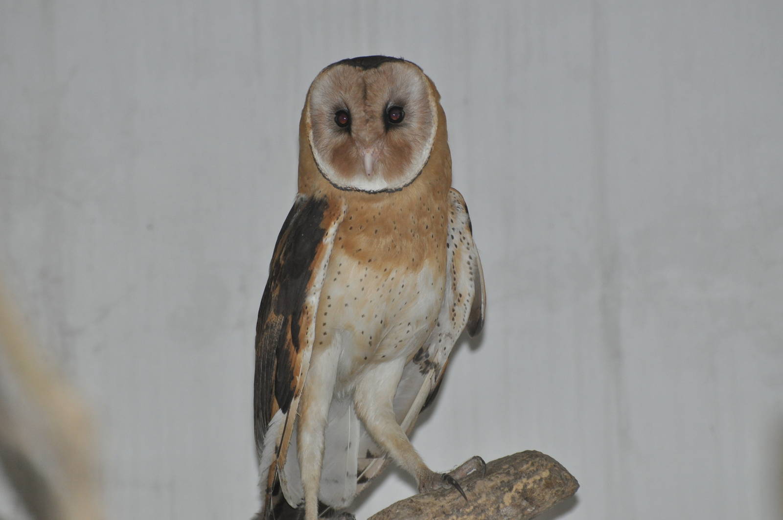 Common barn owl/ Tyto longimembris chinensis