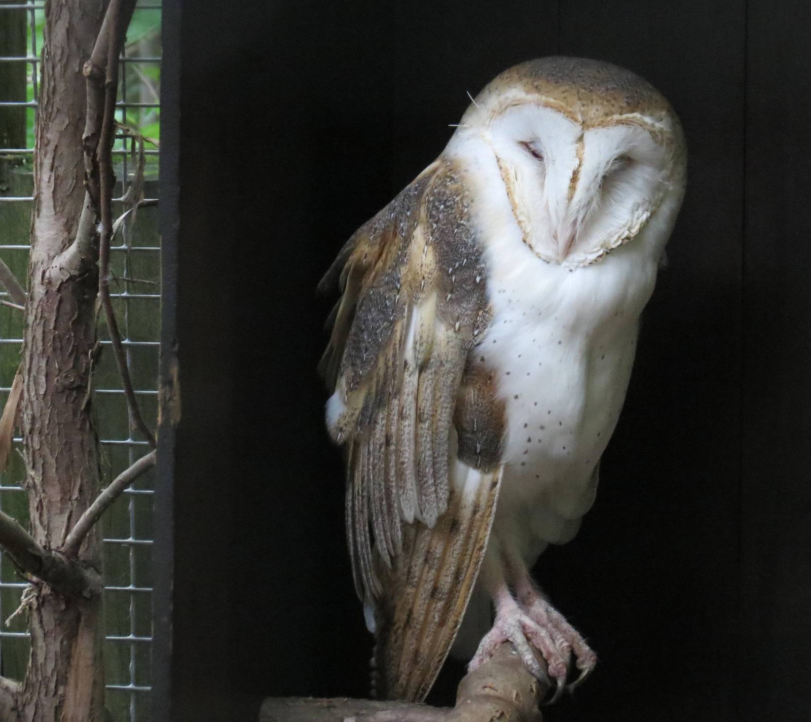 Common Barn Owl