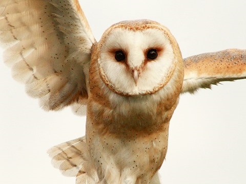 Common Barn-owl