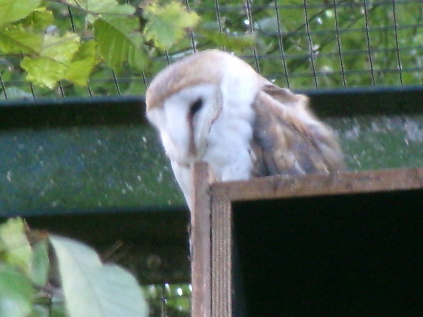 Common barn owl
