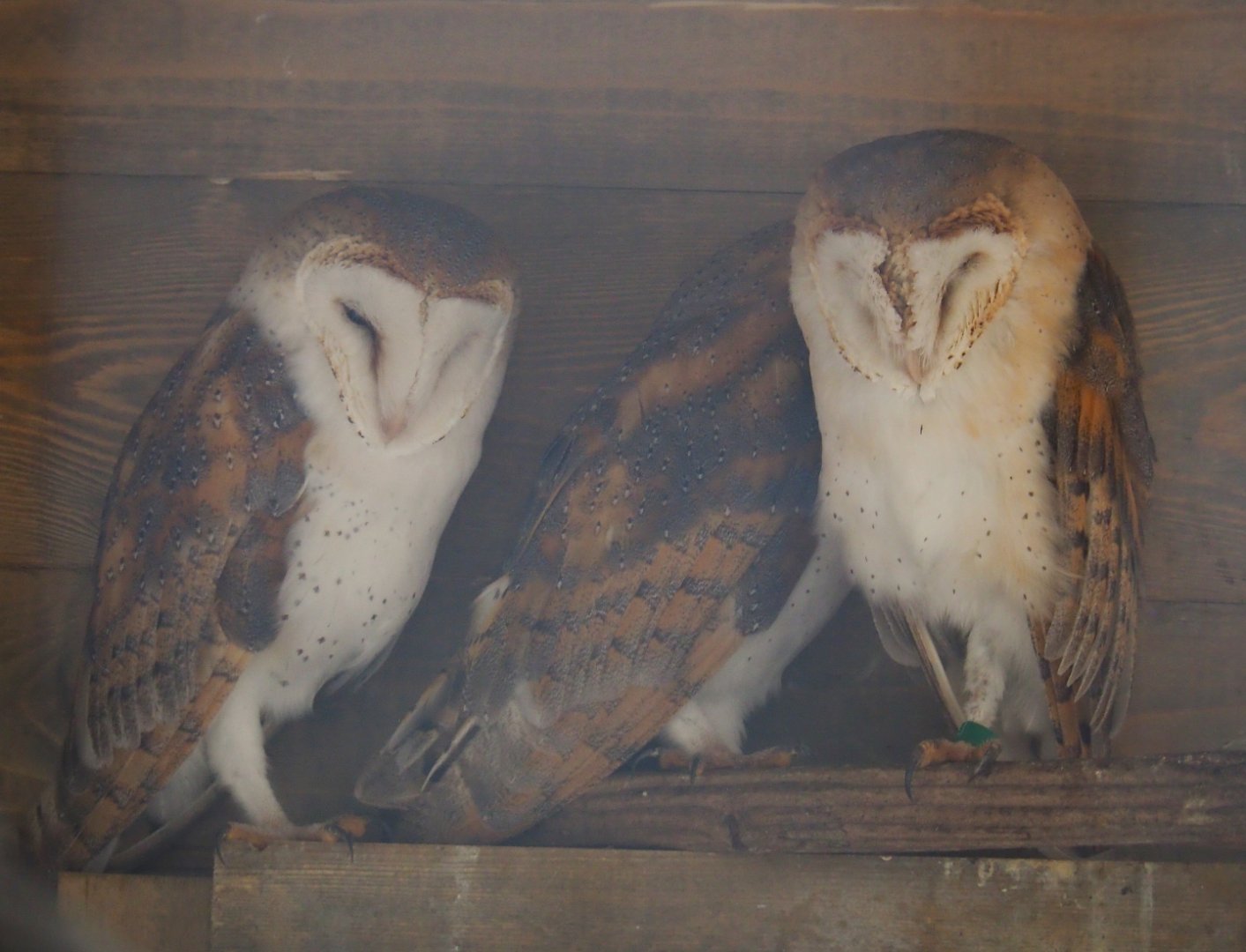 Common barn owls (Tyto alba), 2019-10-05
