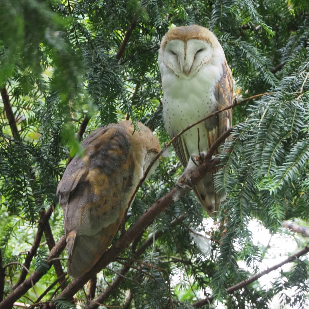 Common barn owls (Tyto alba), 2020-07-14