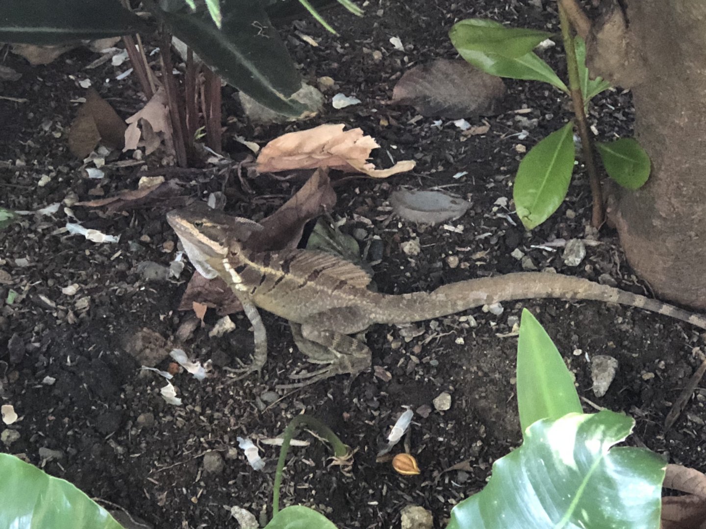 Common Basilisk - Apr 2019