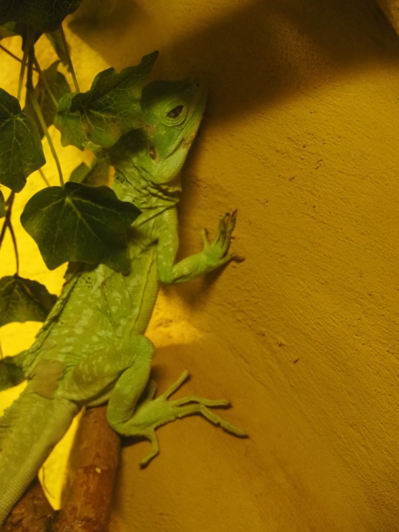 Common basilisk (Basiliscus basiliscus)