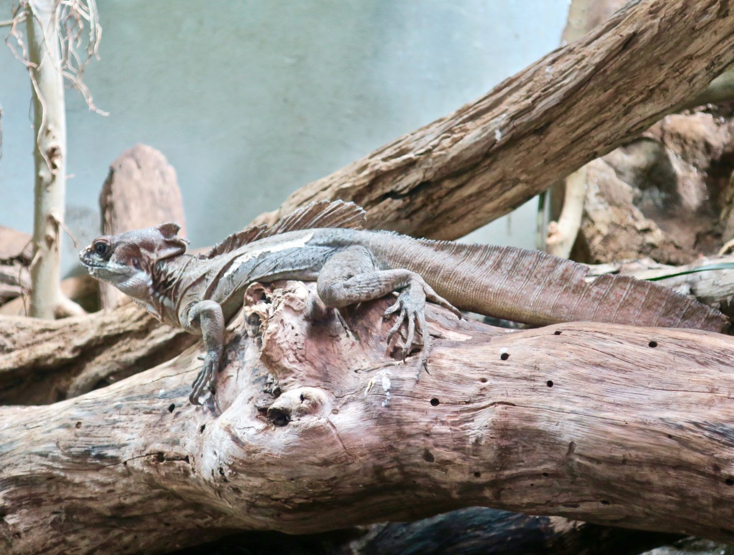 Common Basilisk (Basiliscus basiliscus)