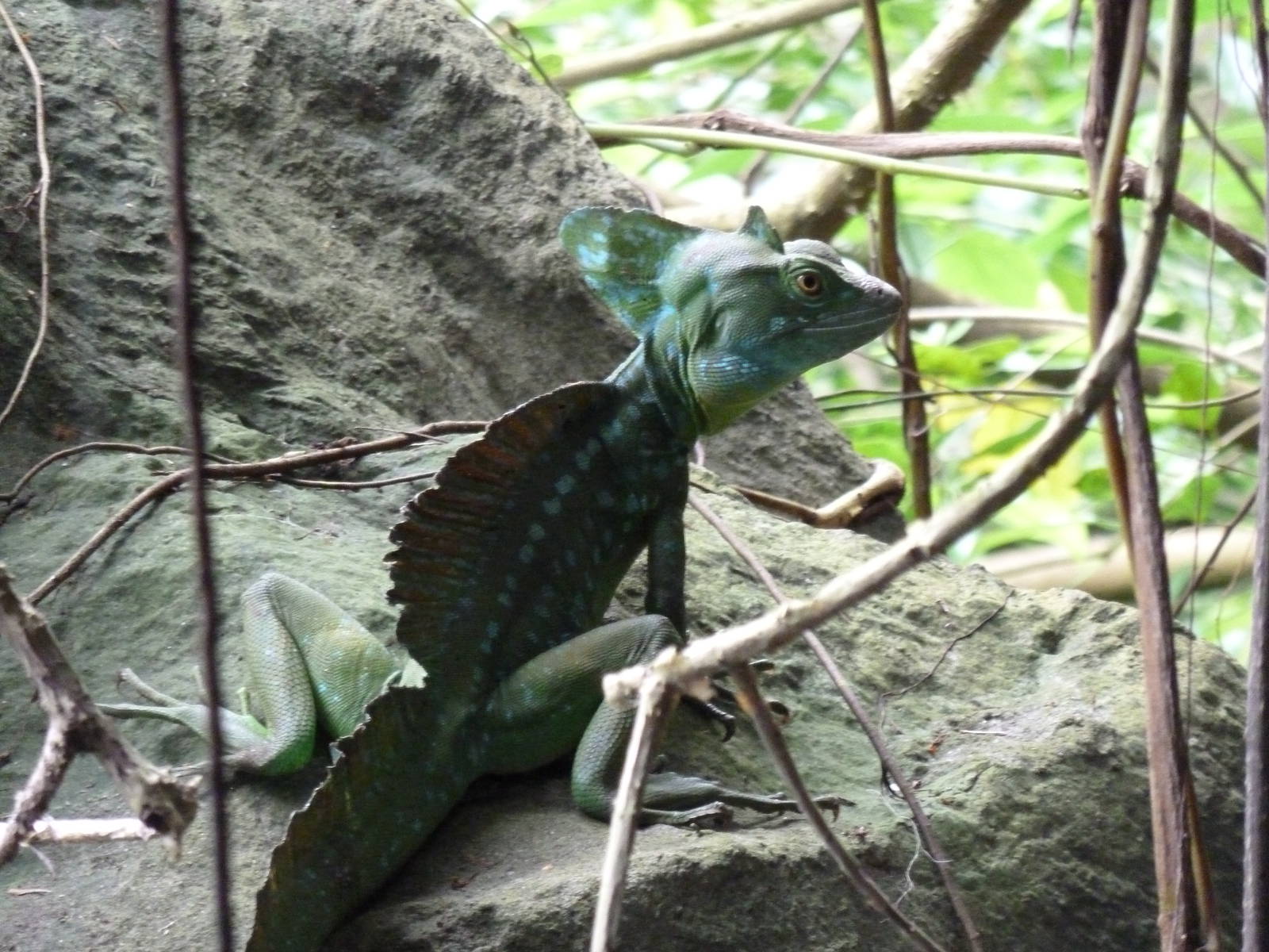 Common basilisk