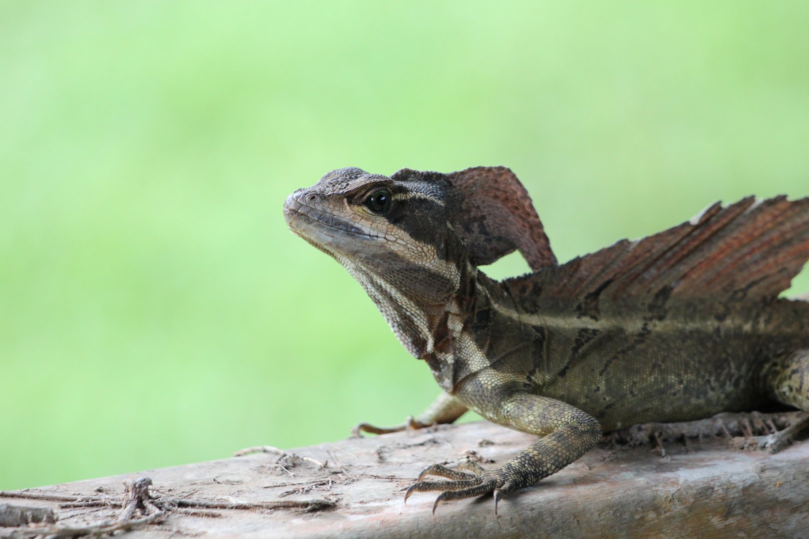 Common Basilisk