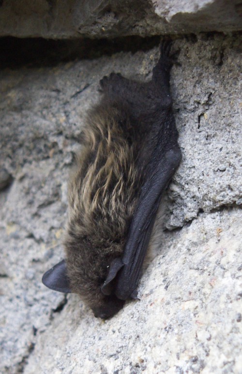 Common Bat (Pipistrellus pipistrellus)