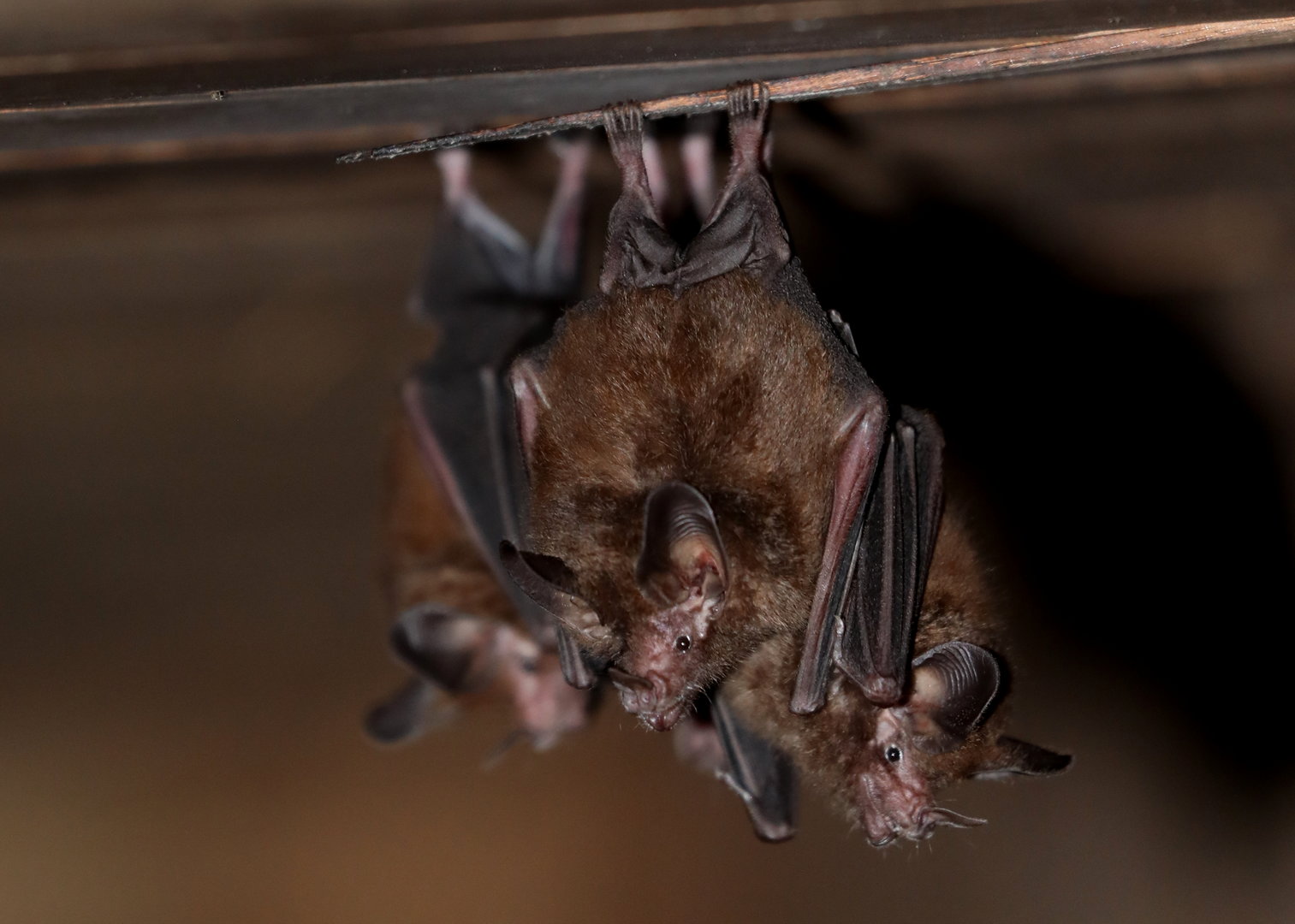 common big-eared bat (Micronycteris microtis)