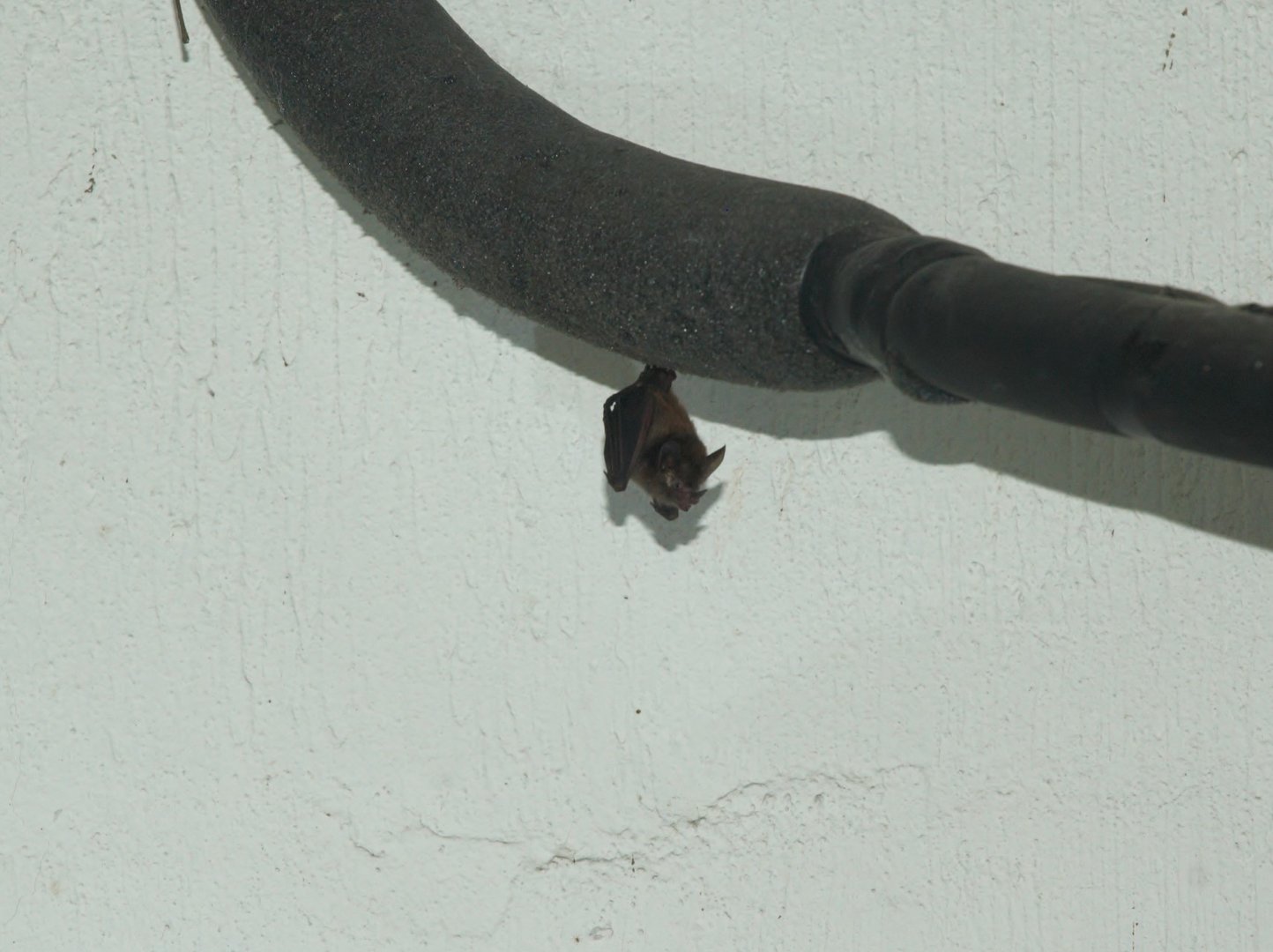 Common Big-eared Bat (Micronycteris microtis)