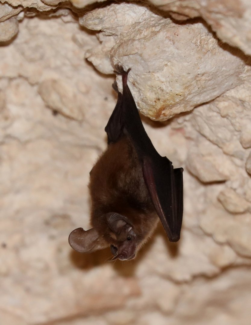 Common Big-eared Bat (Micronycteris microtis)