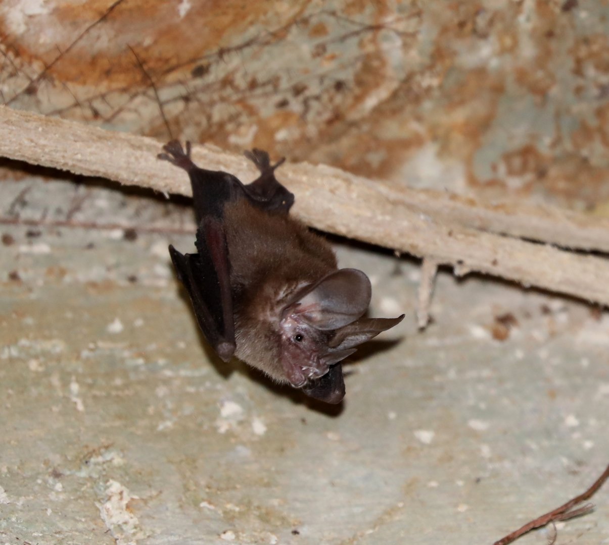 Common Big-eared Bat (Micronycteris microtis)