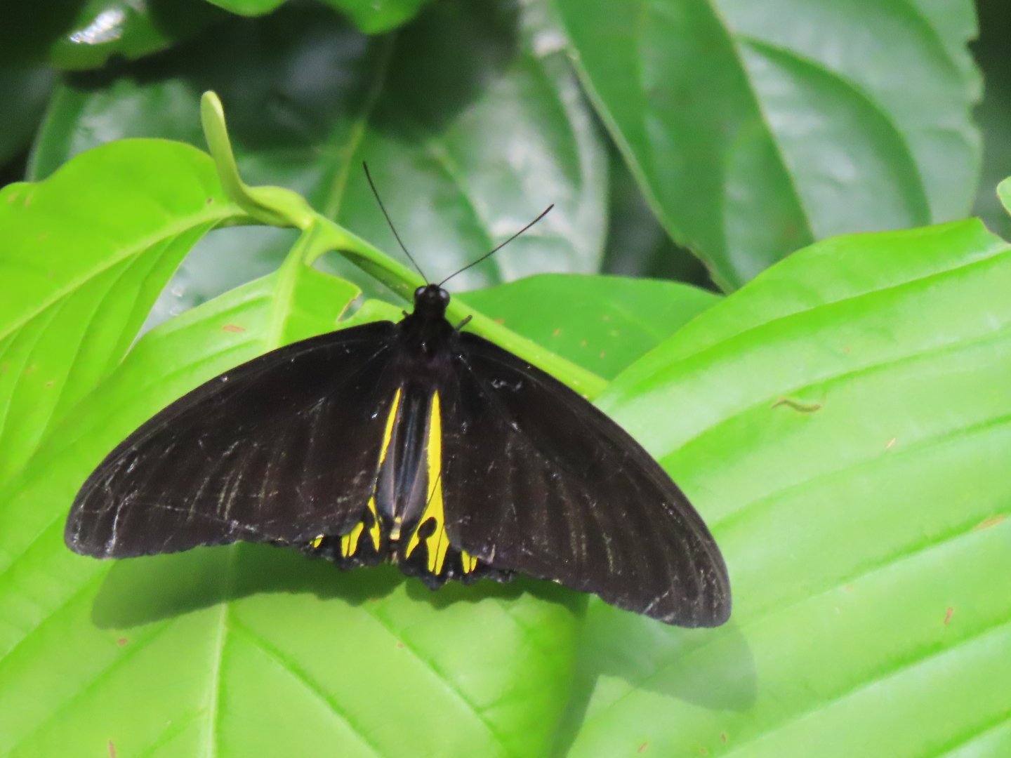Common birdwing (Troides helena)