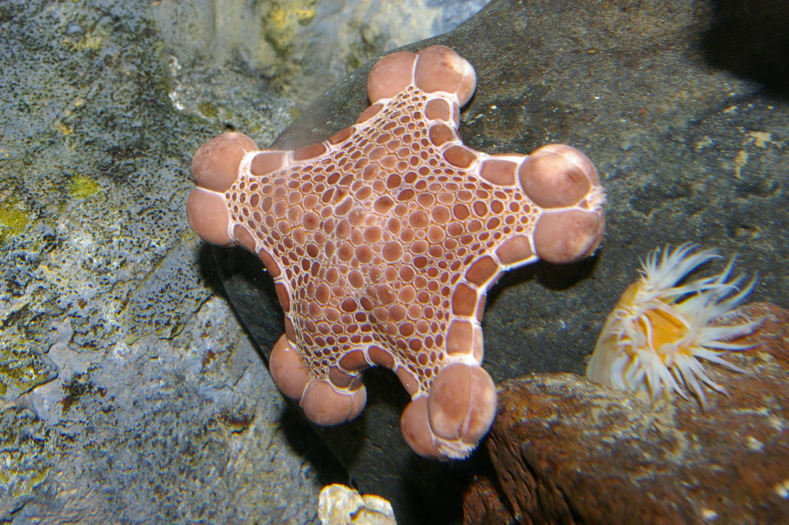 common biscuit starfish (Pentagonaster pulchellus)