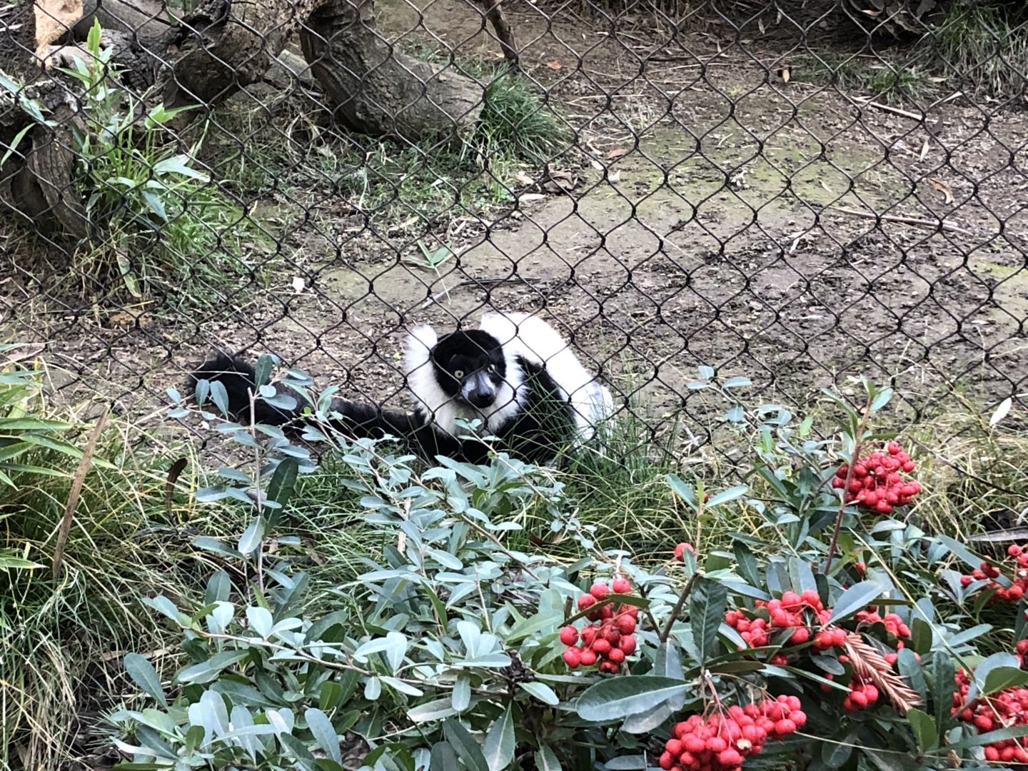 Common black-and-white ruffed lemur