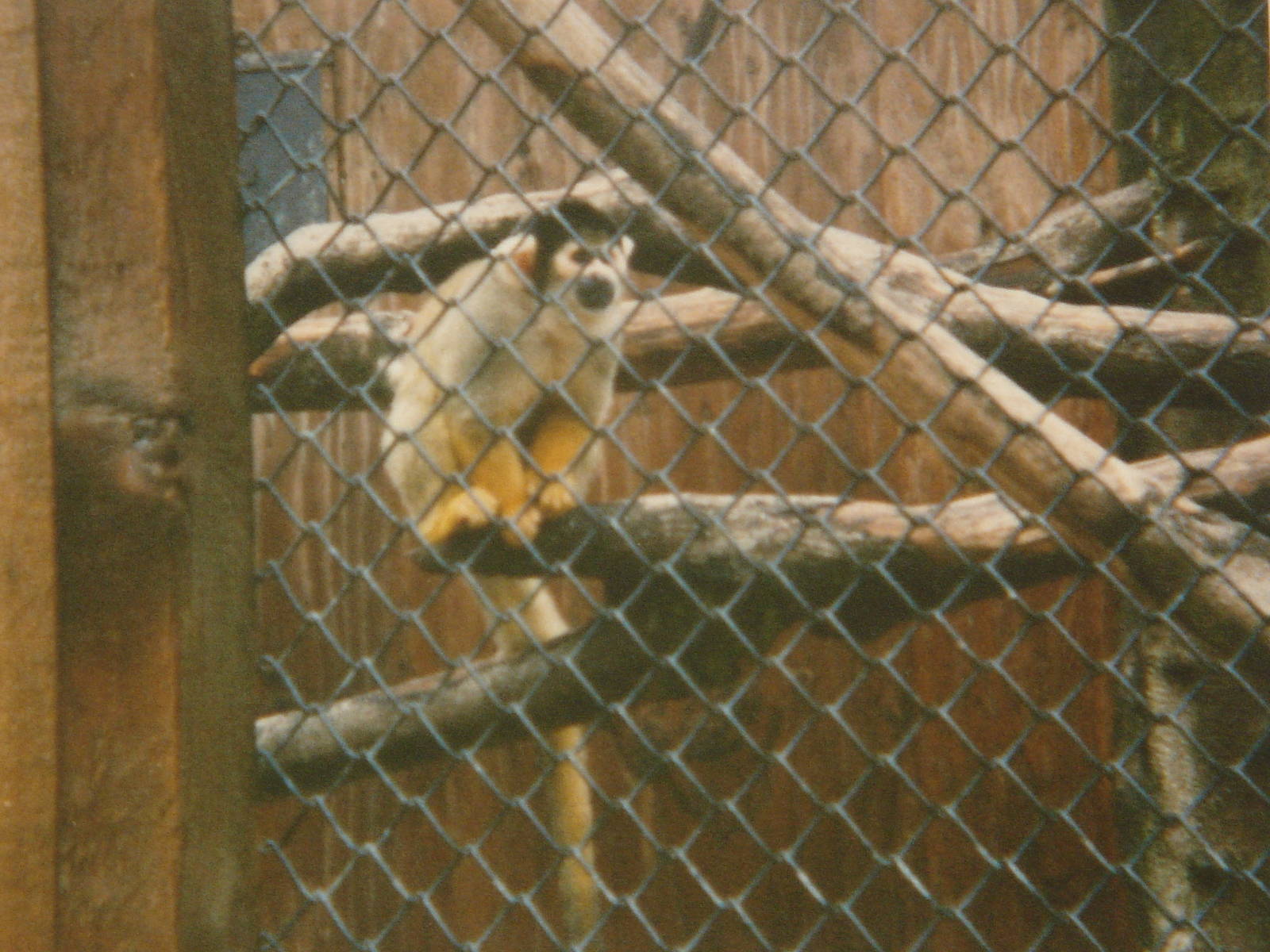 Common / Black capped Squirrel Monkey 1988
