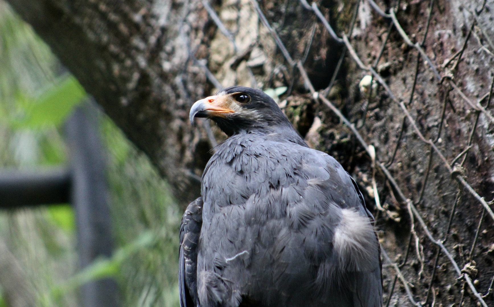 Common Black Hawk (Buteogallus anthracinus bangsi)