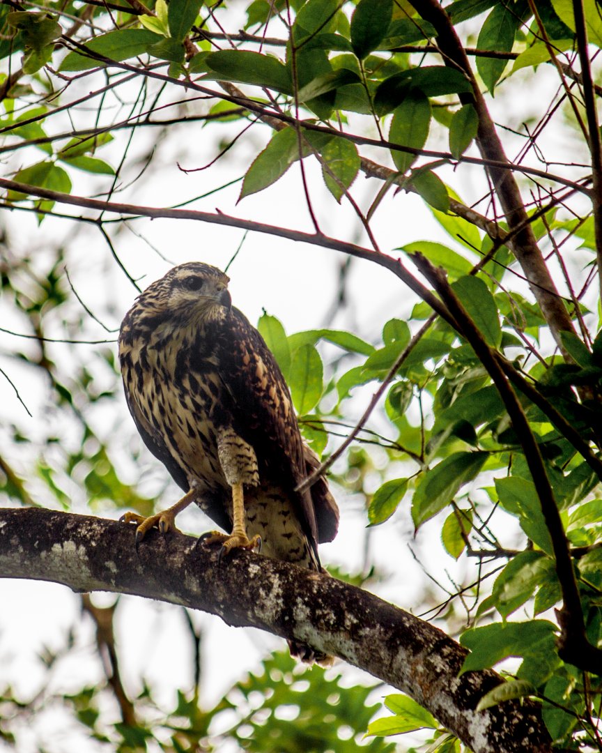 Common black hawk, Buteogallus anthracinus