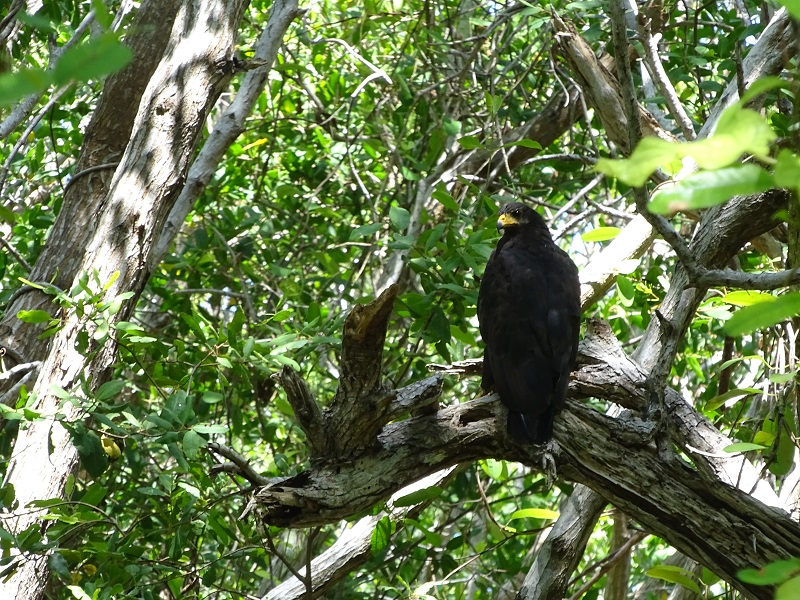 Common black hawk (Buteogallus anthracinus)