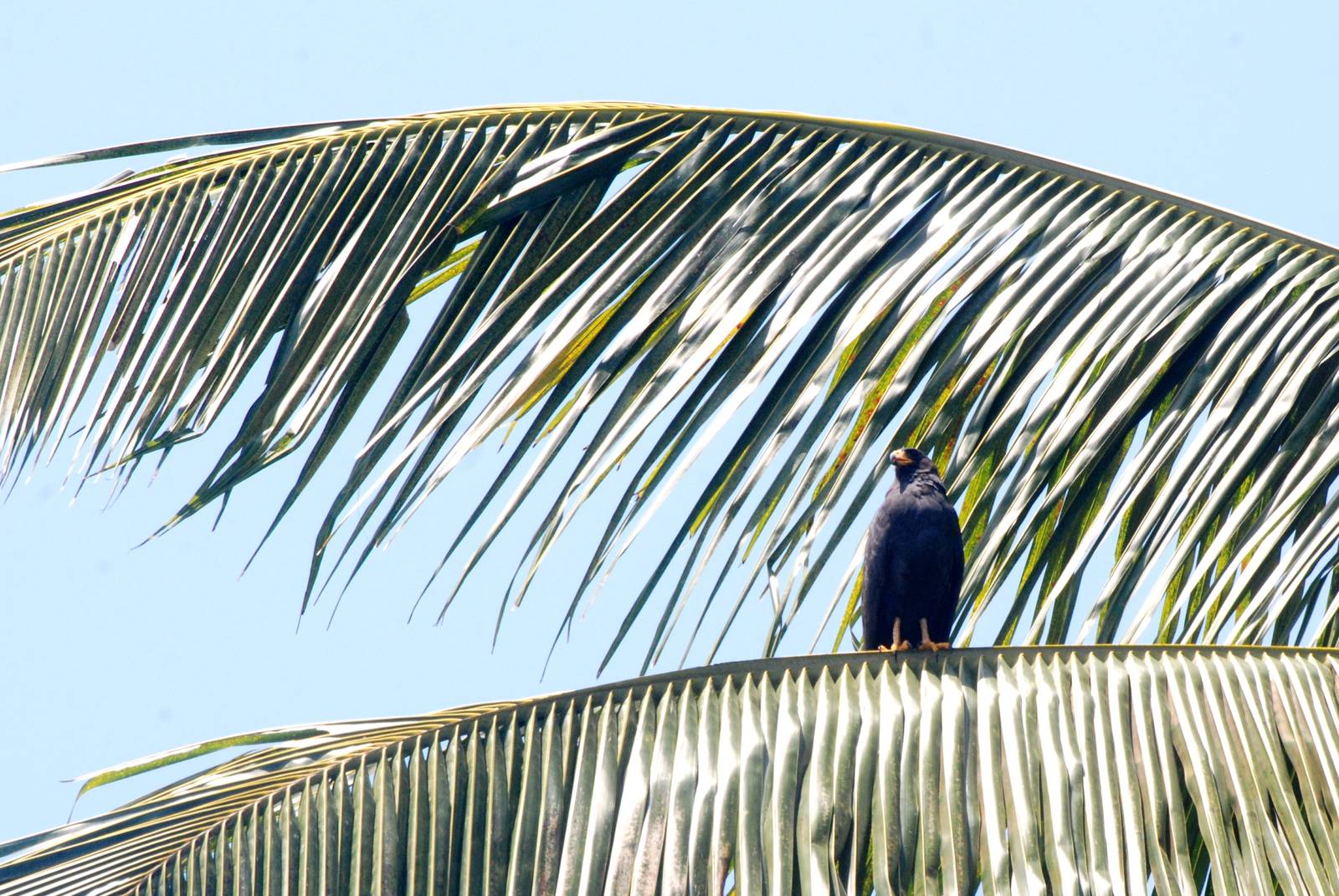 Common Black-Hawk in Tortuguero, 13/04/14