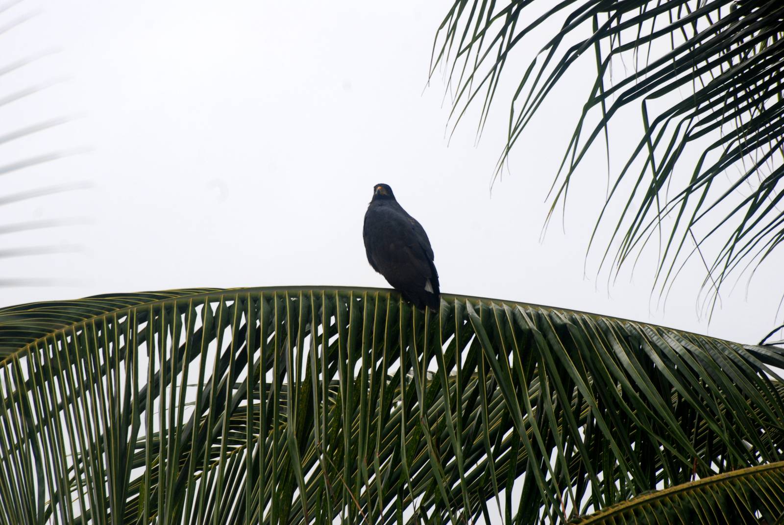 Common Black-Hawk in Tortuguero, 14/04/14