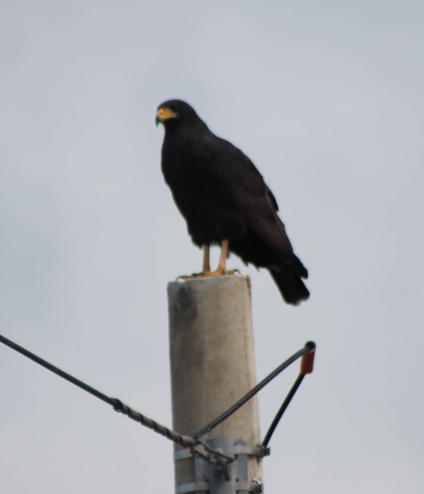 Common black hawk