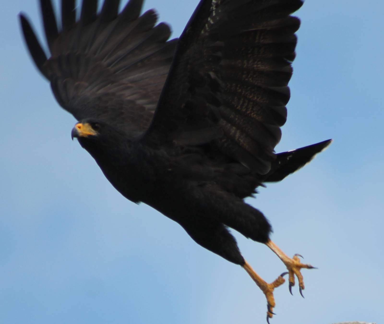Common black hawk